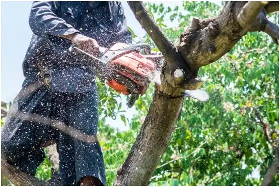 tree services Glen Allen